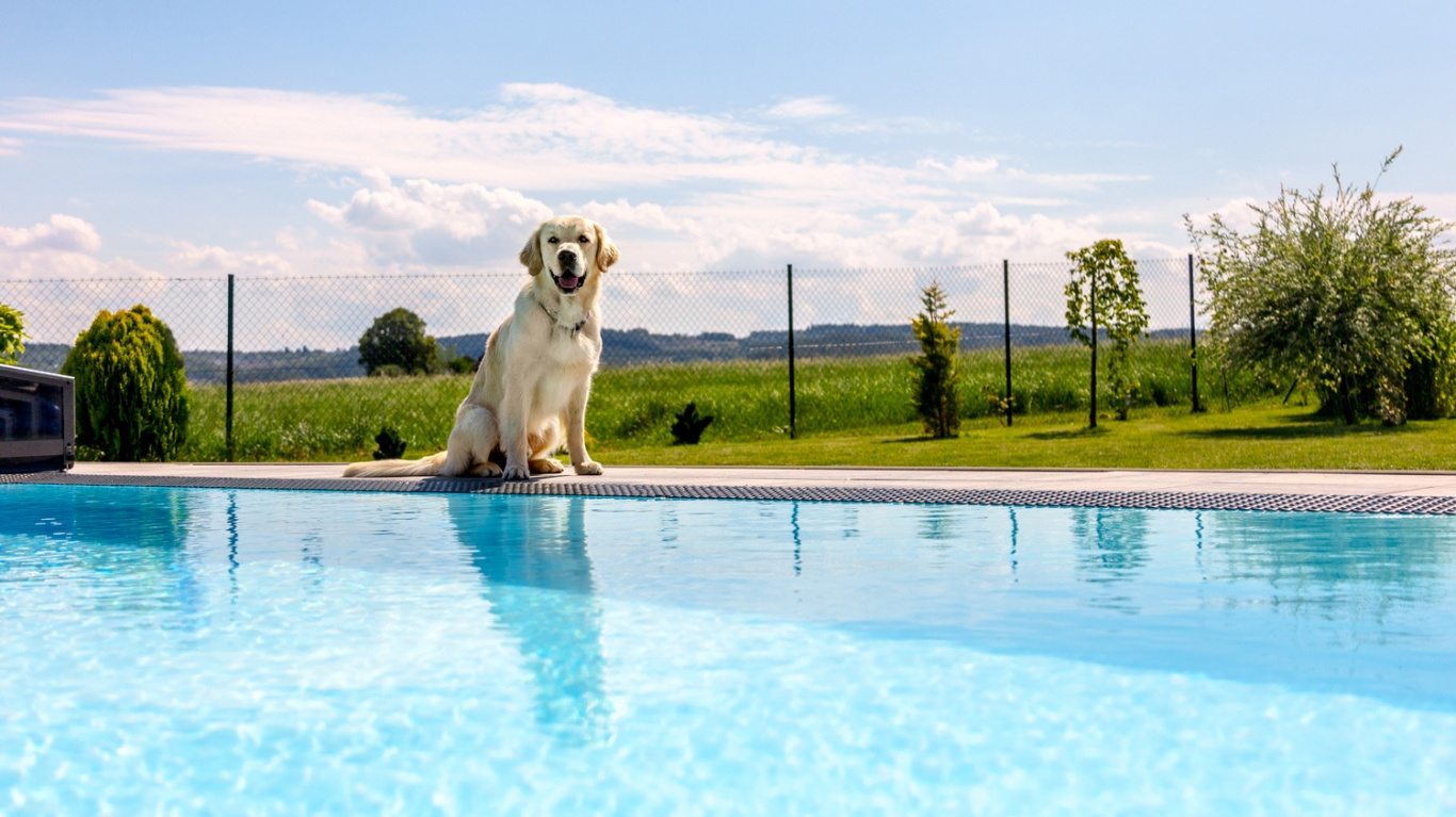 Pes u přelivového bazénu